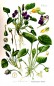 Preview: Veilchen Blüten bio